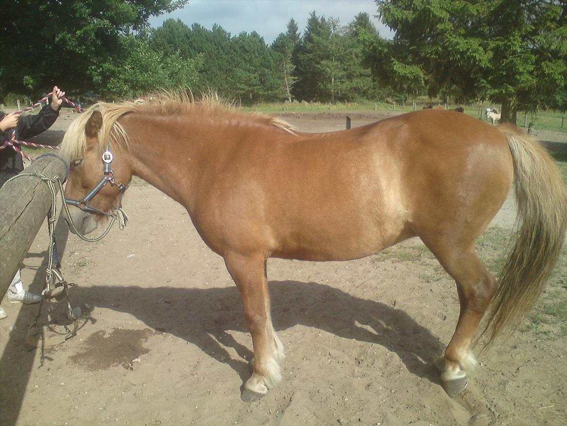 Ridelejr på Vinkærgård :) - Dejlige Hekla :) billede 6