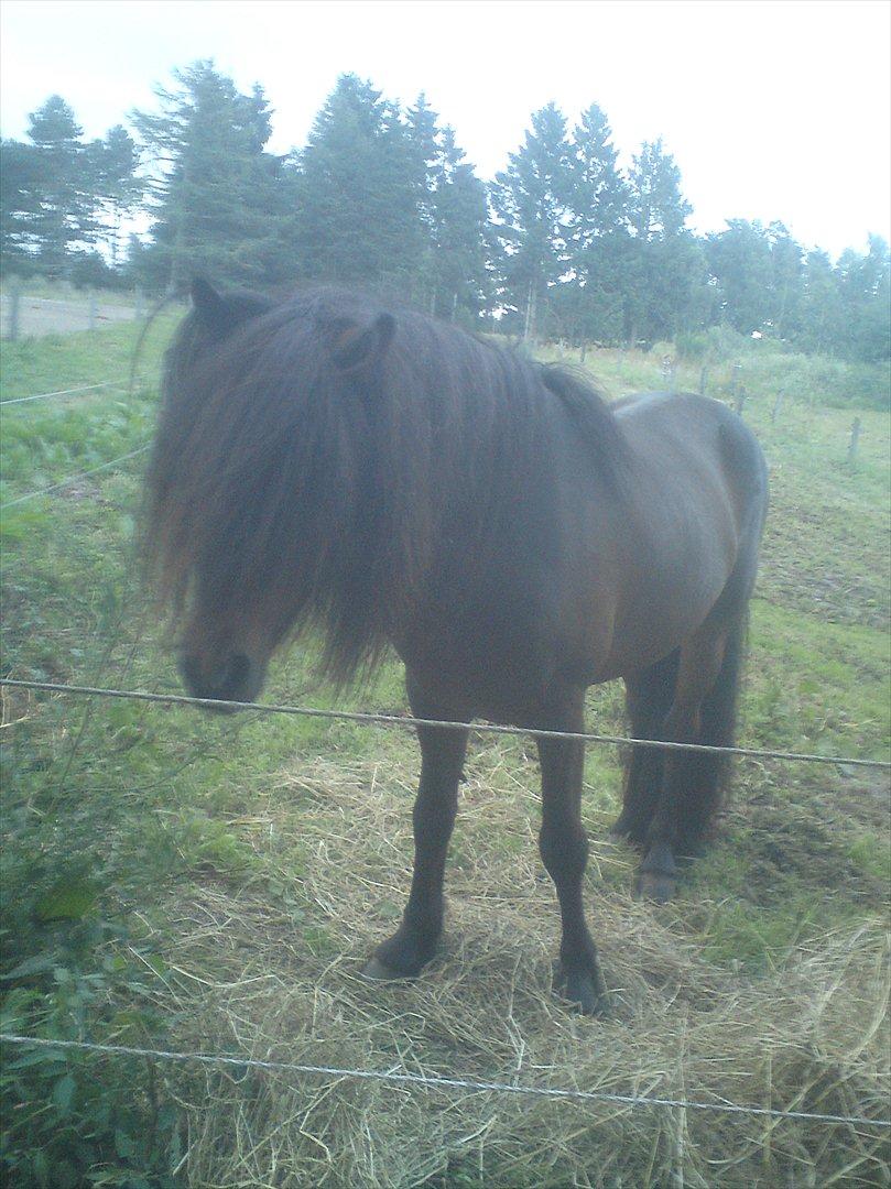Ridelejr på Vinkærgård :) - Deres ene hingst :) billede 8