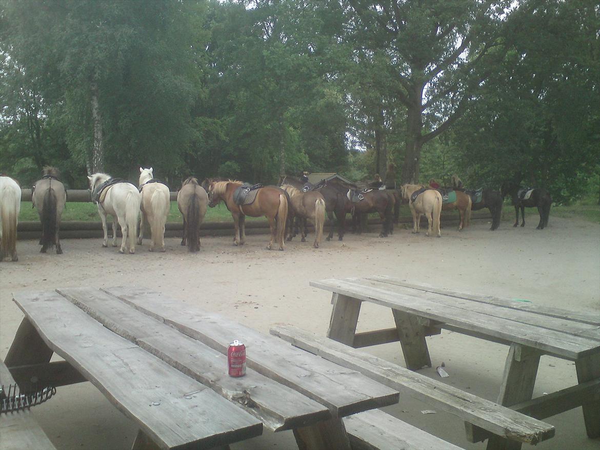 Ridelejr på Vinkærgård :) - Vallakernes bom - de står ved 2 forskellige da de godt kan komme op at skændes :)
 billede 10