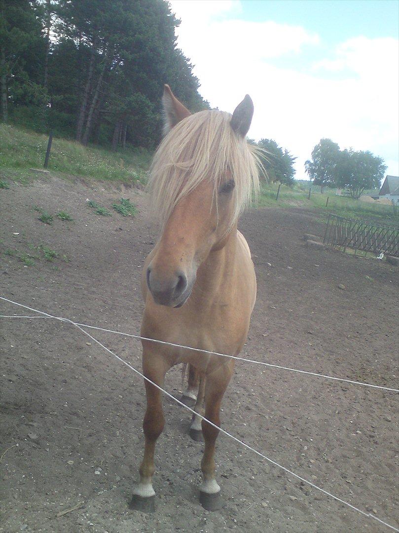 Ridelejr på Vinkærgård :) - En dejlig vallak :) billede 11