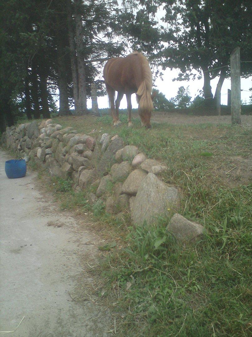 Ridelejr på Vinkærgård :) - Sjovt sted den valgte af stå? :) billede 13