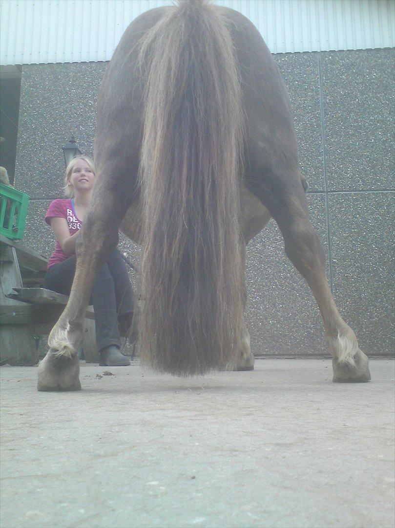 Ridelejr på Vinkærgård :) - En af de små ponyer - sådan stod han hver gang han stod stille! :) billede 14