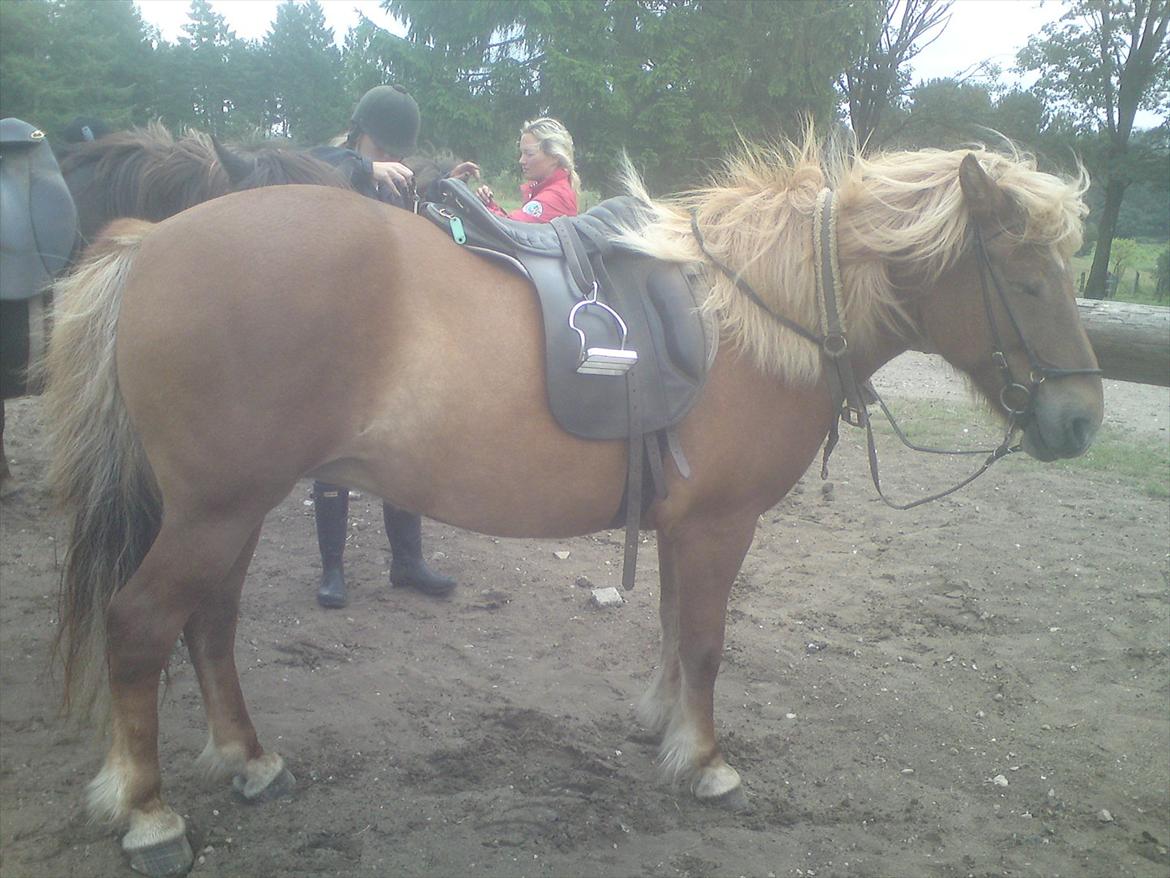 Ridelejr på Vinkærgård :) - Hekla før ridetur :) billede 16