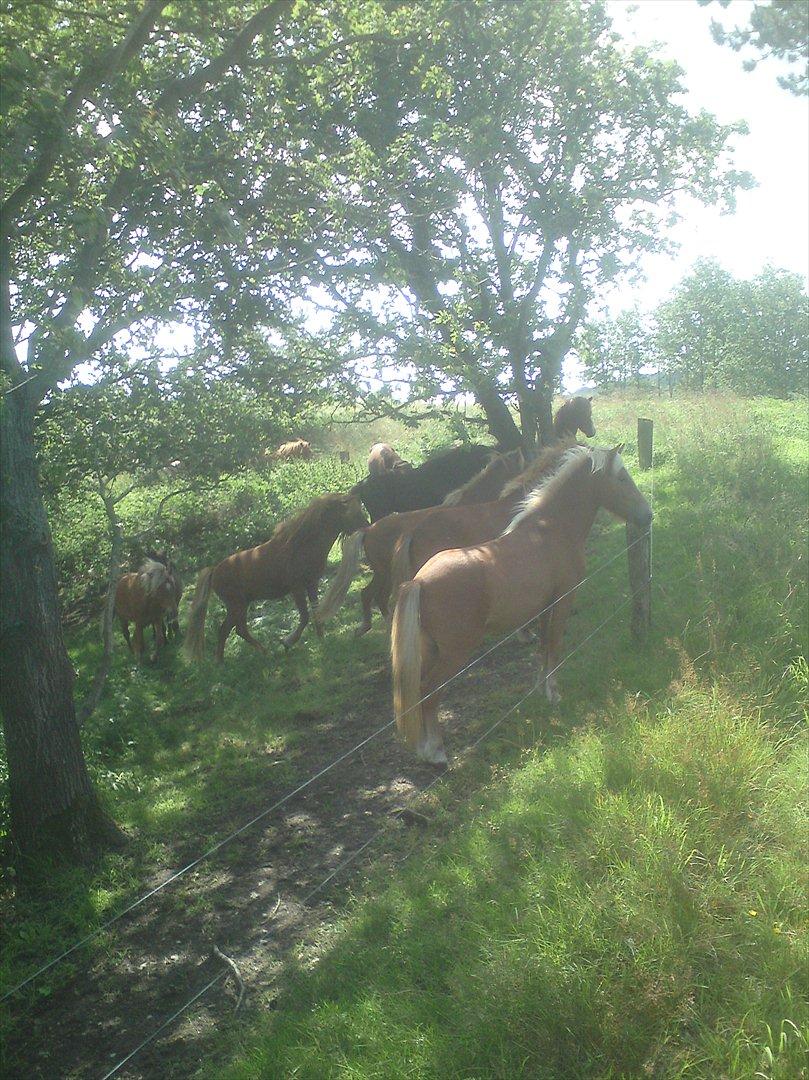 Ridelejr på Vinkærgård :) - De dejlige ungheste i Mold Bjerge :) billede 20