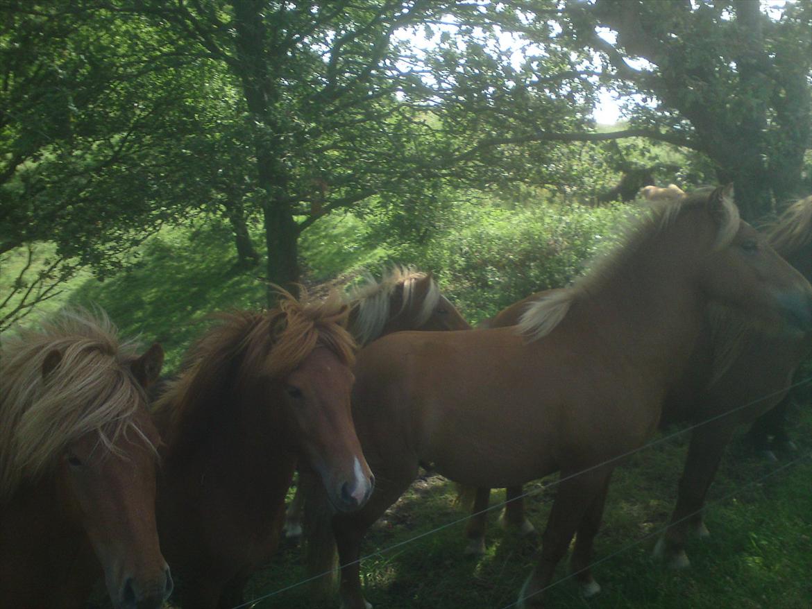 Ridelejr på Vinkærgård :) - Unghestene :) billede 21