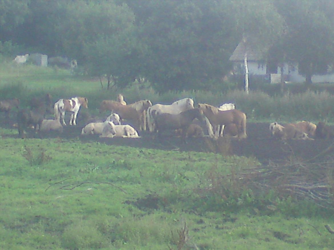 Ridelejr på Vinkærgård :) - Vallakerne, på deres 'natfold' :) billede 23