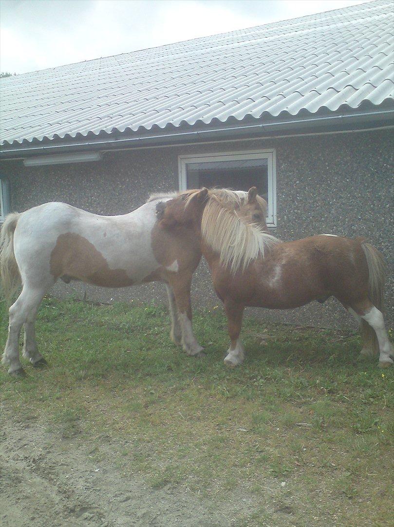 Ridelejr på Vinkærgård :) - Skjóni og Prins :) billede 24