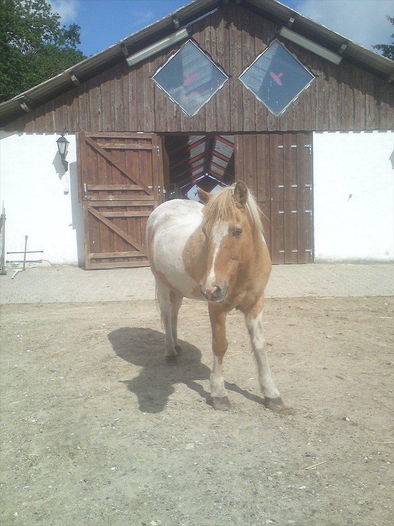 Ridelejr på Vinkærgård :) - Skjóni uden for deres ene stald :) billede 25