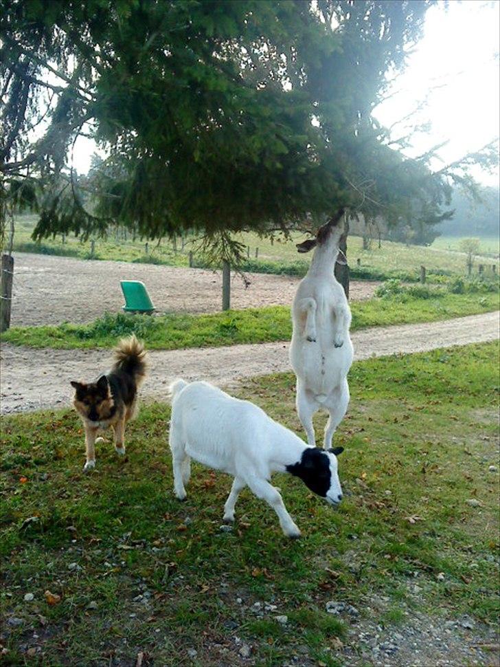 Ridelejr på Vinkærgård :) - De 2 geder (som de desværre ikke har mere) og Sputnik :) billede 26