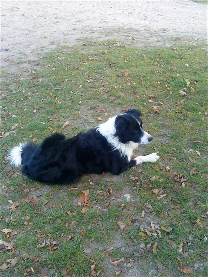 Ridelejr på Vinkærgård :) - Bötchi, han er desværre døv :) billede 27