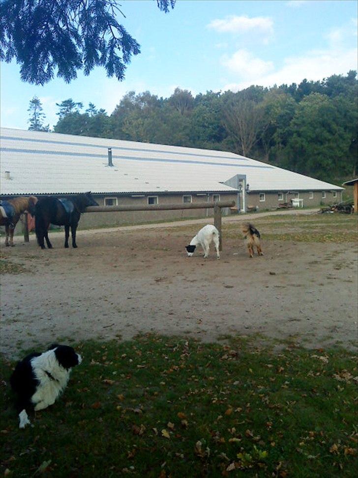 Ridelejr på Vinkærgård :) billede 28