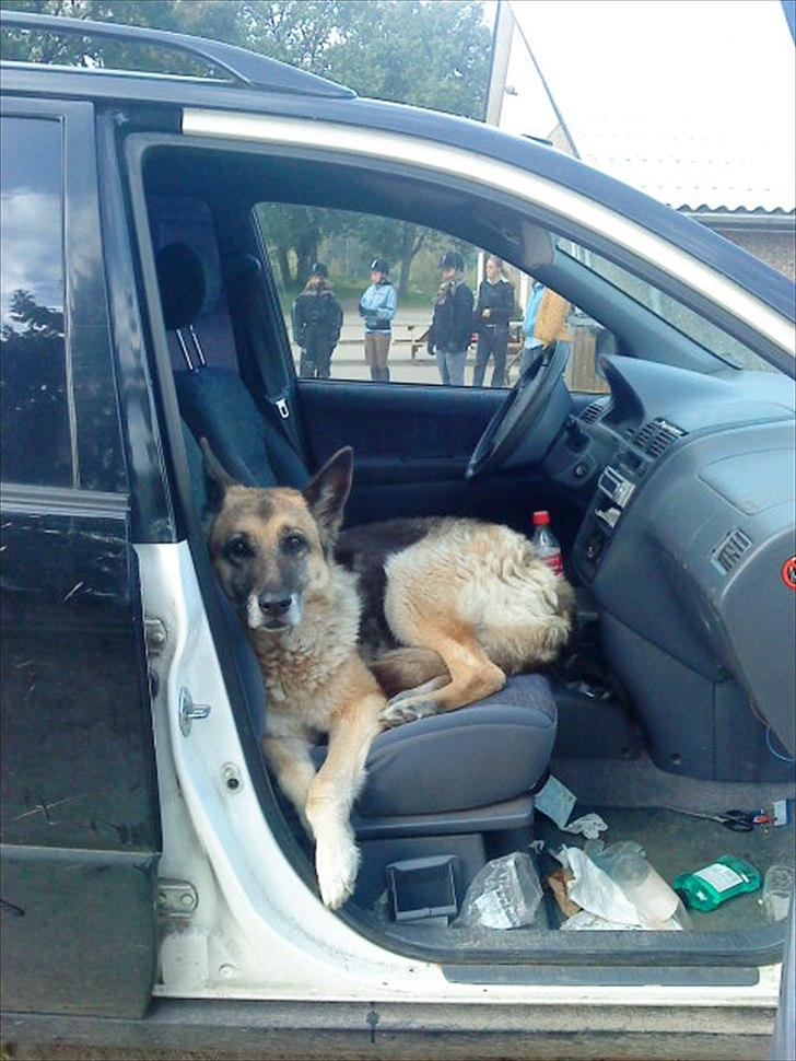 Ridelejr på Vinkærgård :) - Charlie, Kewins hund, som dsværre er blevet aflivet :/ billede 29