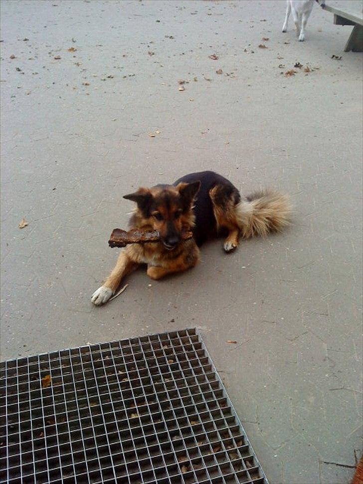 Ridelejr på Vinkærgård :) - Sputnik :) billede 31