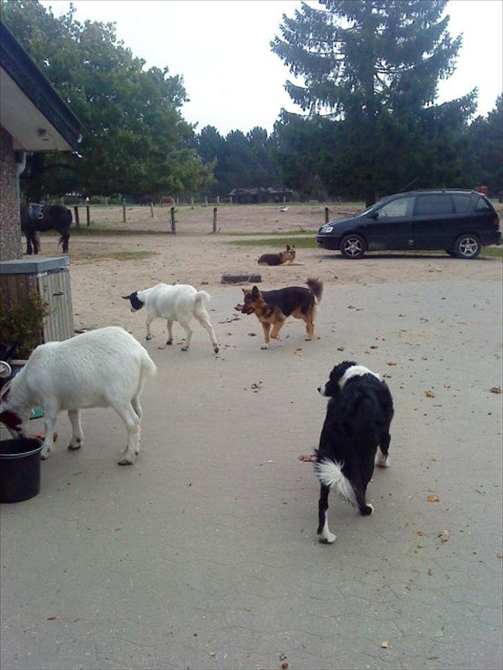 Ridelejr på Vinkærgård :) - De 2 hunde  og de 2 geder :) billede 32