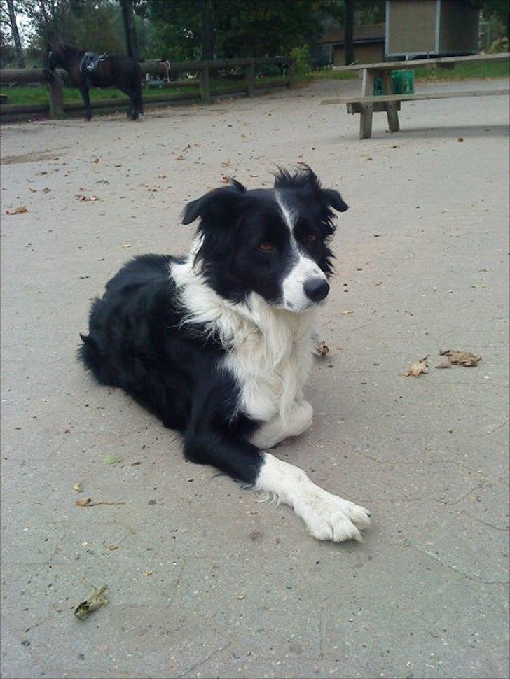 Ridelejr på Vinkærgård :) - Bötchi :) billede 33