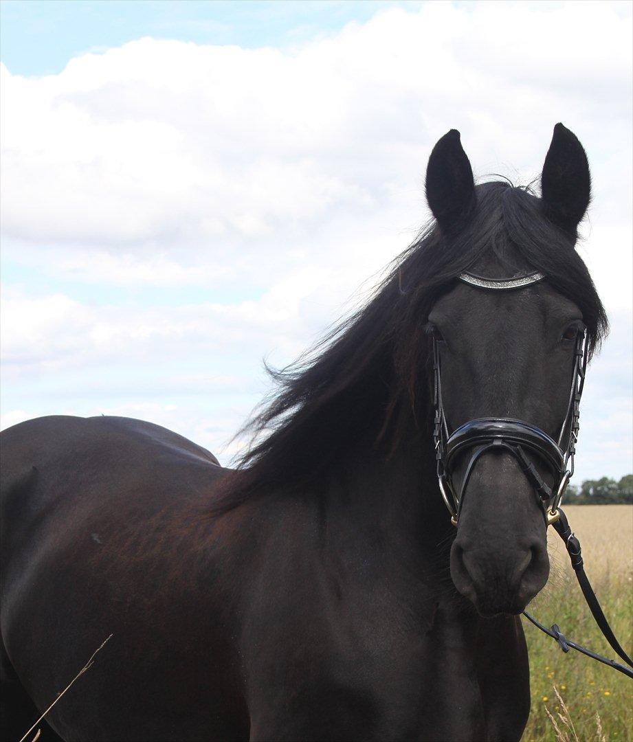 vores friser billede 1