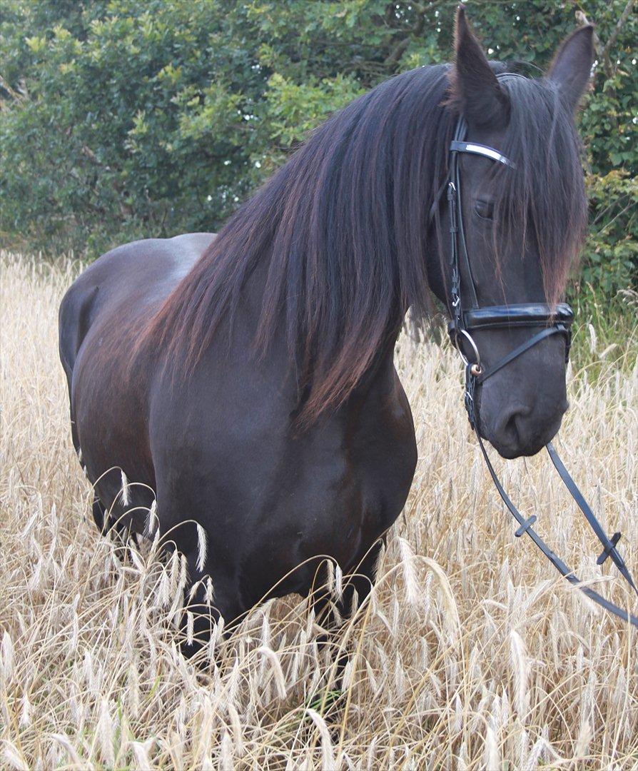 vores friser billede 2