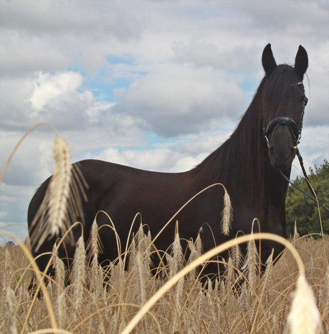 vores friser billede 3