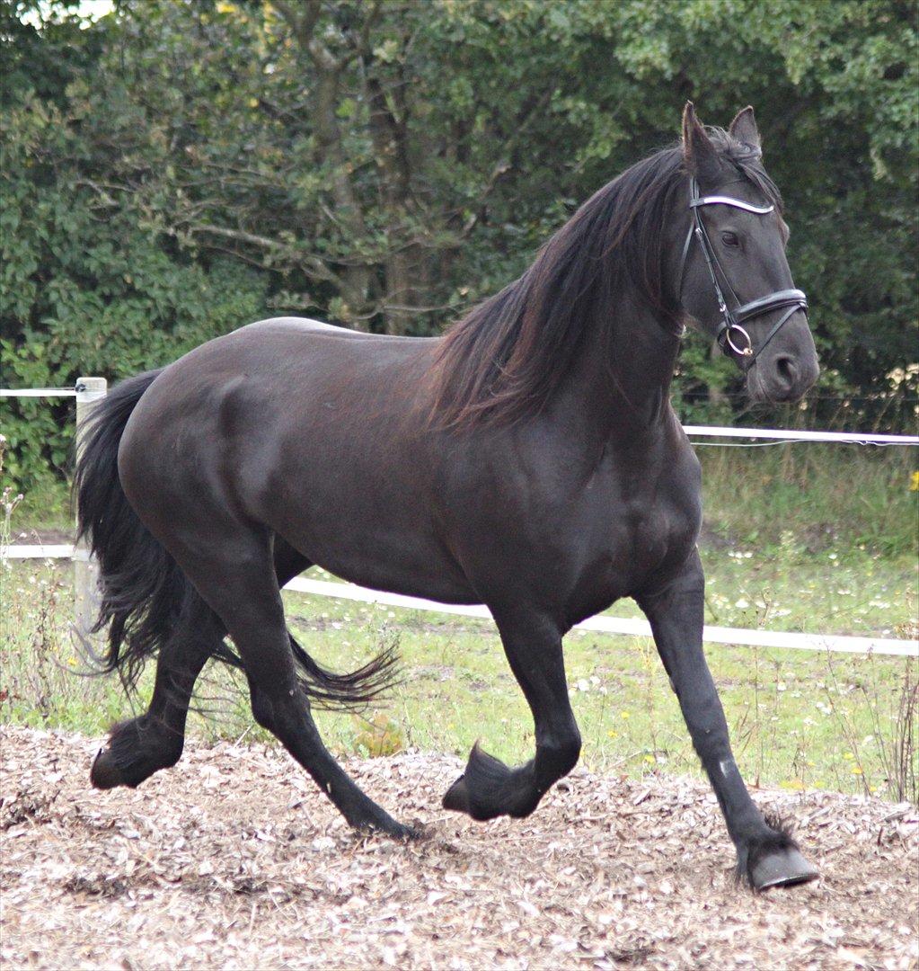 vores friser billede 4