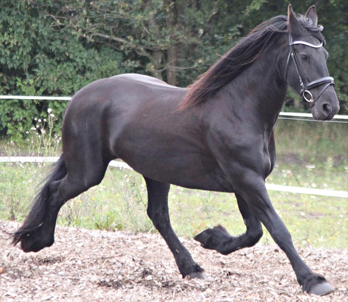 vores friser billede 7