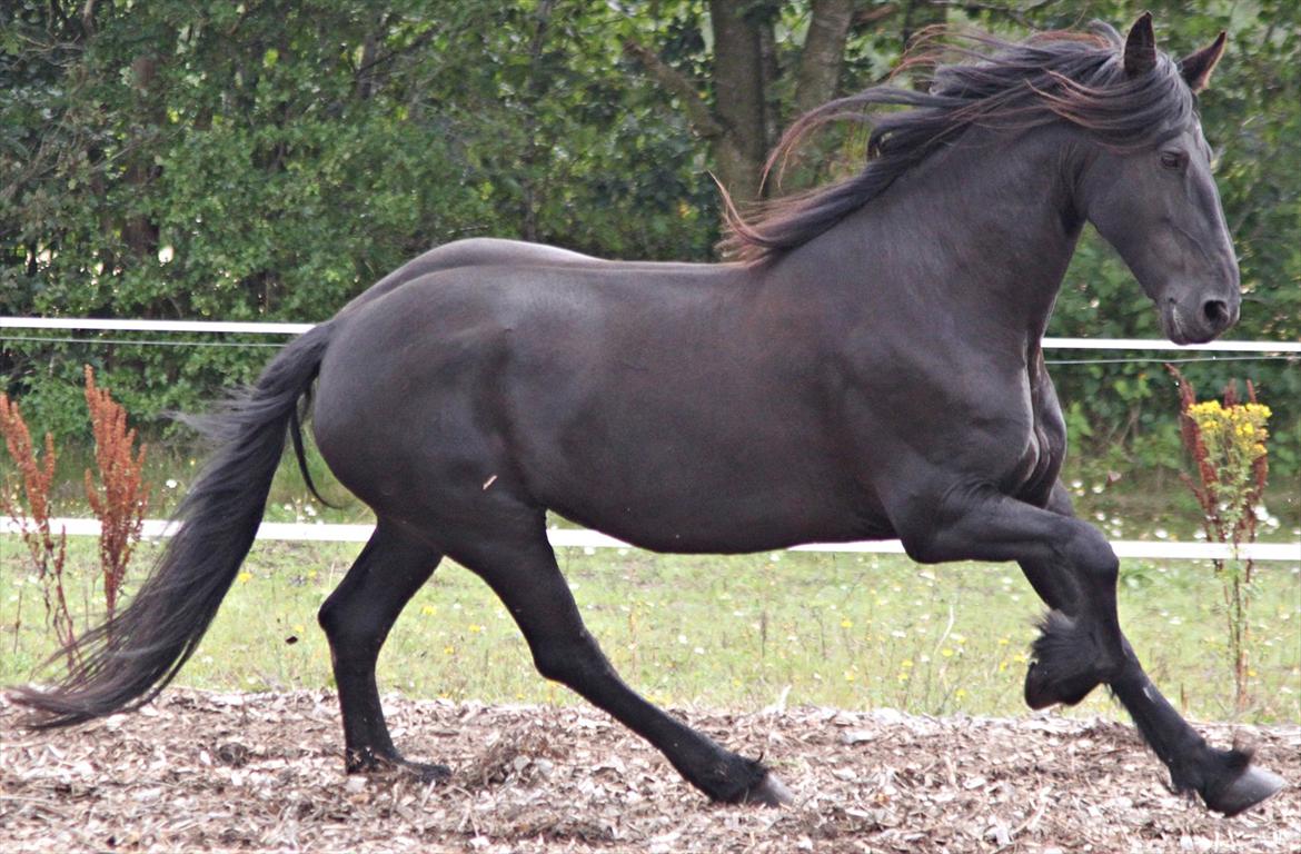 vores friser billede 8