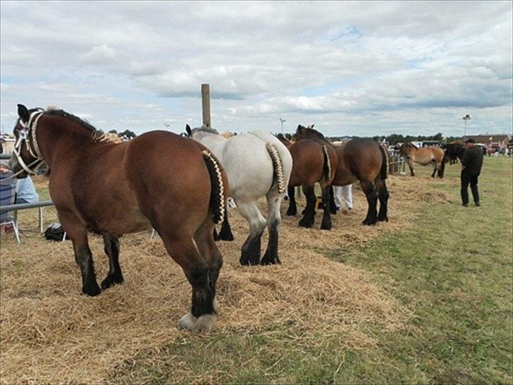 Aulum dyrskue. billede 1