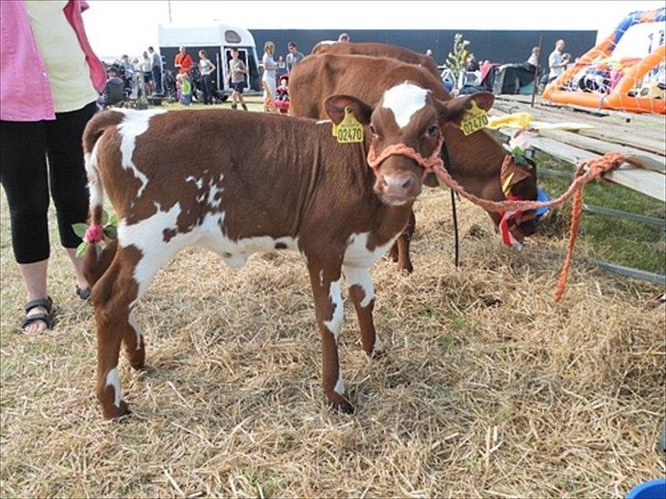 Aulum dyrskue. billede 2