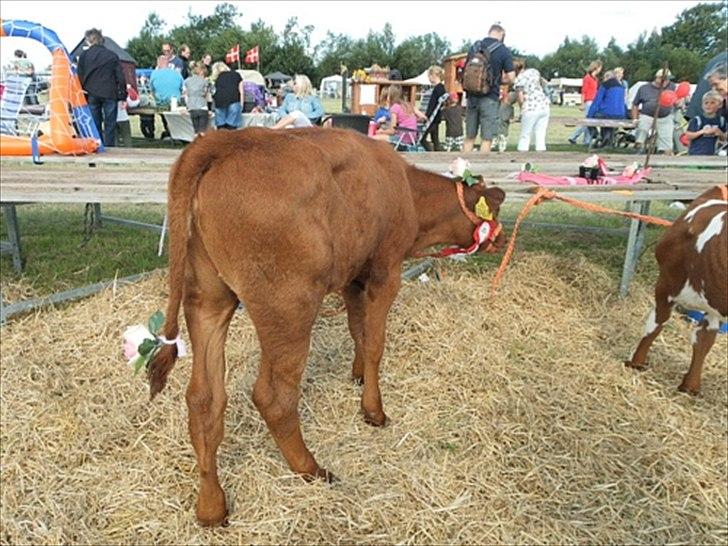 Aulum dyrskue. billede 3