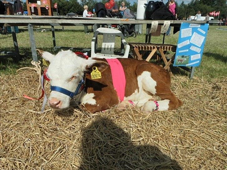 Aulum dyrskue. billede 4