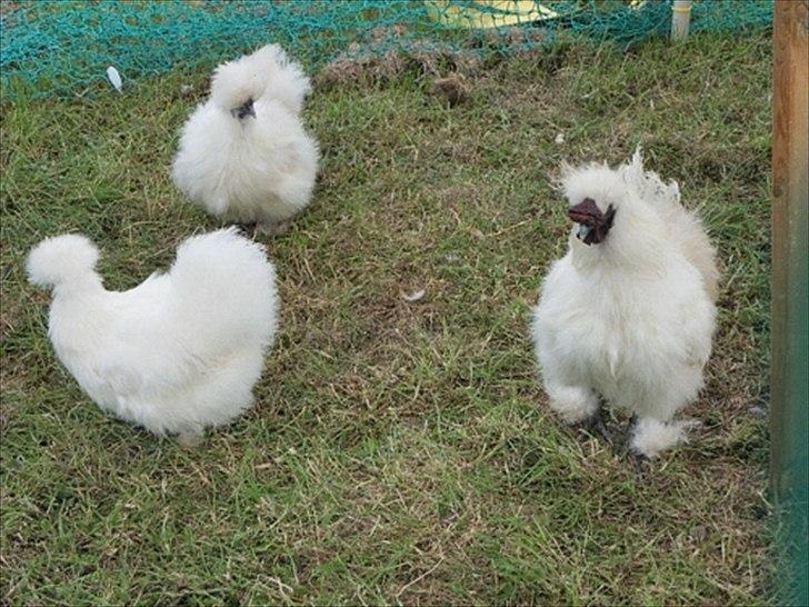 Aulum dyrskue. billede 9