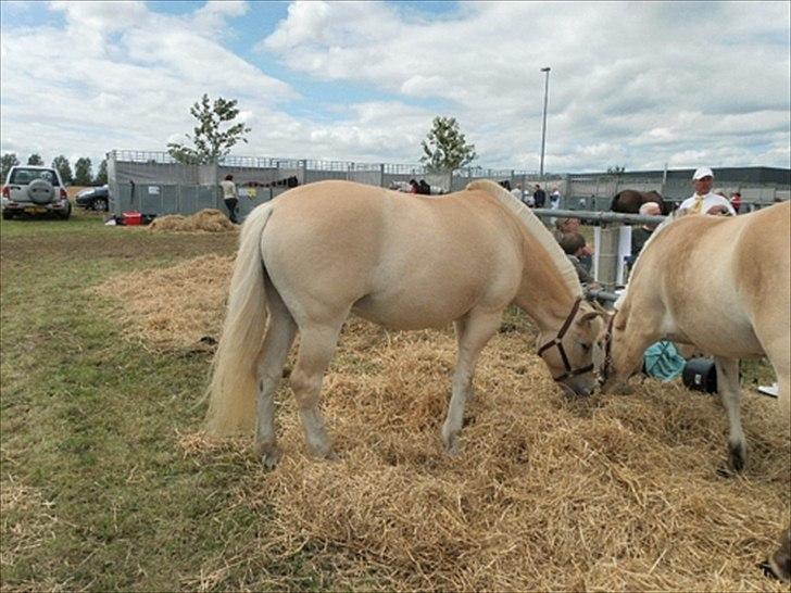 Aulum dyrskue. billede 13