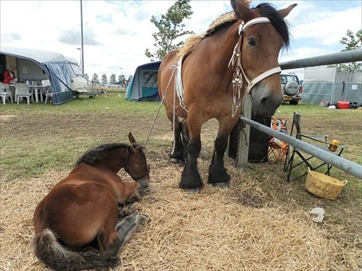 Aulum dyrskue. billede 14