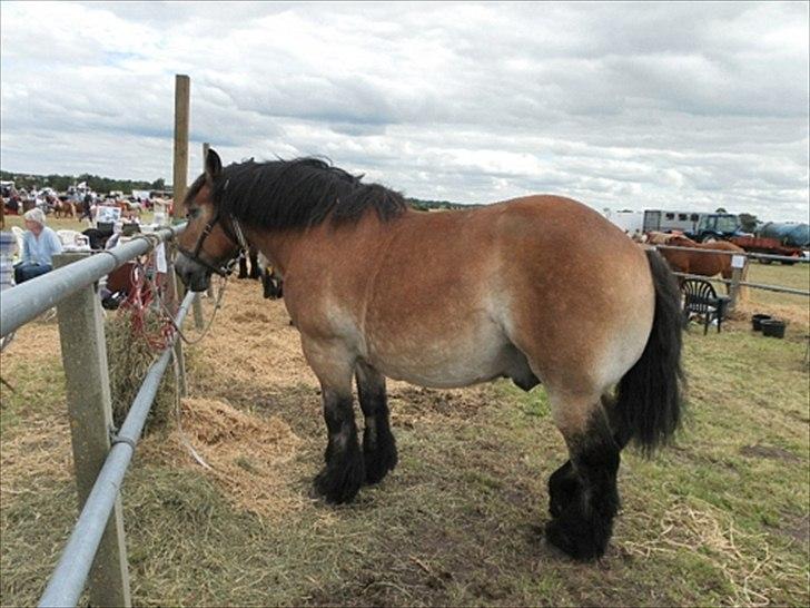 Aulum dyrskue. billede 16