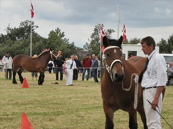 Aulum dyrskue. billede 17