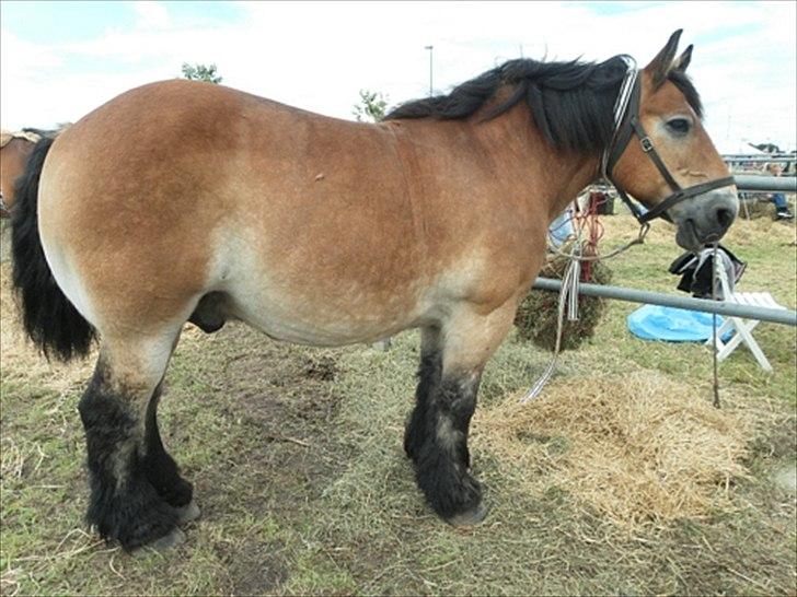 Aulum dyrskue. billede 18