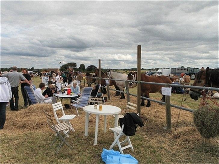 Aulum dyrskue. billede 19