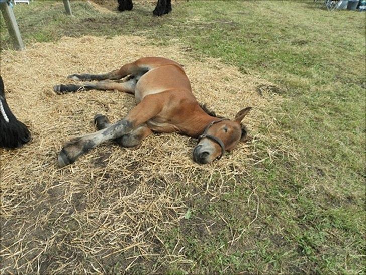 Aulum dyrskue. billede 20