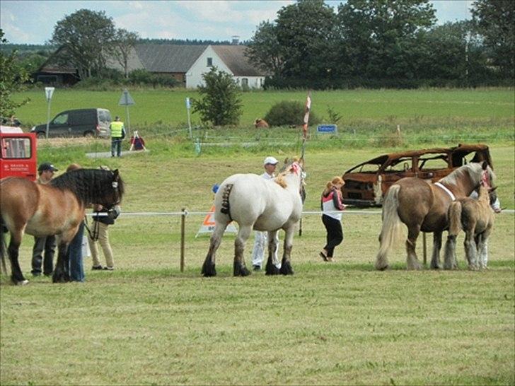 Aulum dyrskue. billede 21