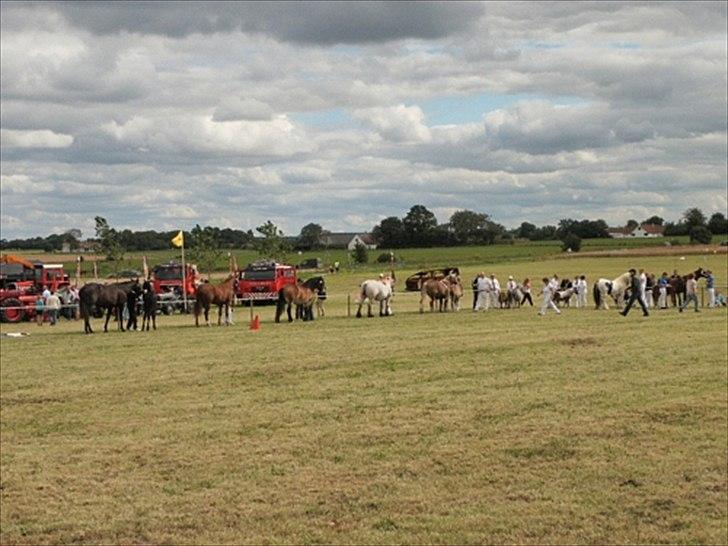 Aulum dyrskue. billede 22