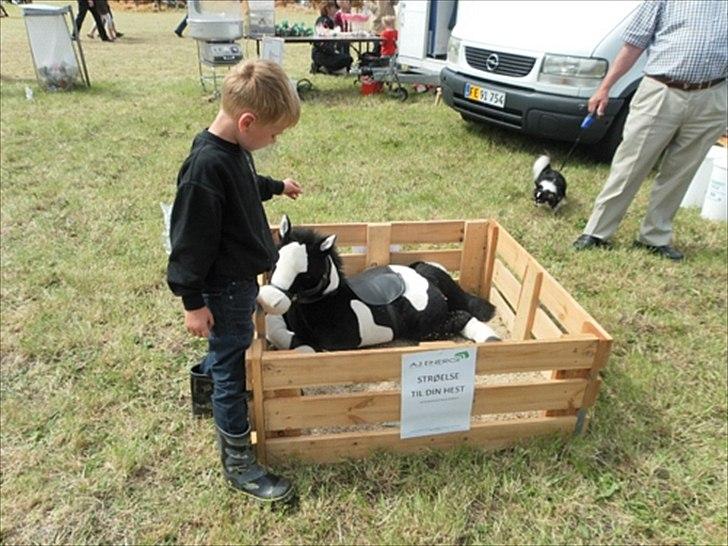 Aulum dyrskue. billede 23