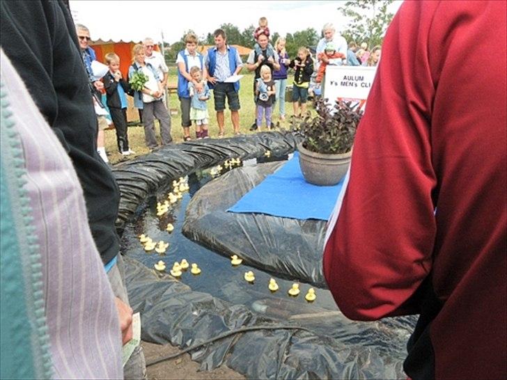 Aulum dyrskue. billede 24