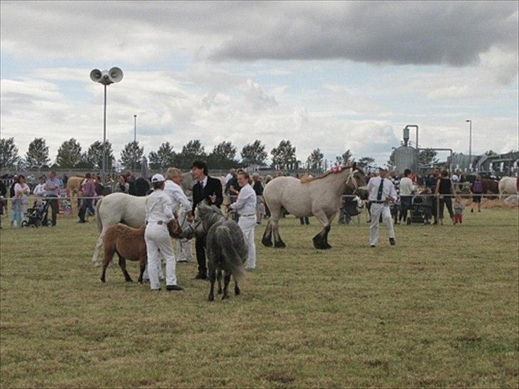 Aulum dyrskue. billede 27