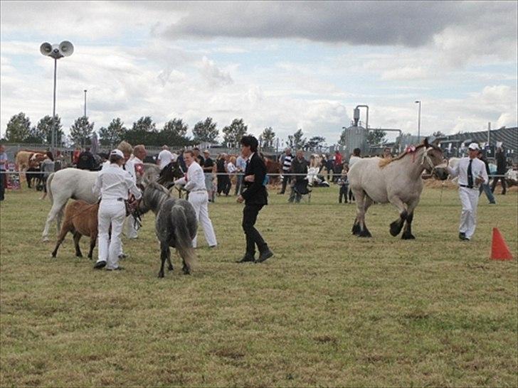 Aulum dyrskue. billede 28