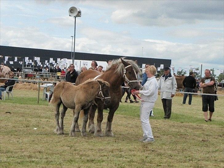 Aulum dyrskue. billede 29