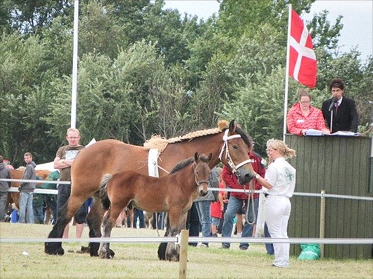 Aulum dyrskue. billede 30