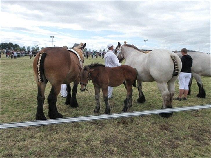 Aulum dyrskue. billede 31