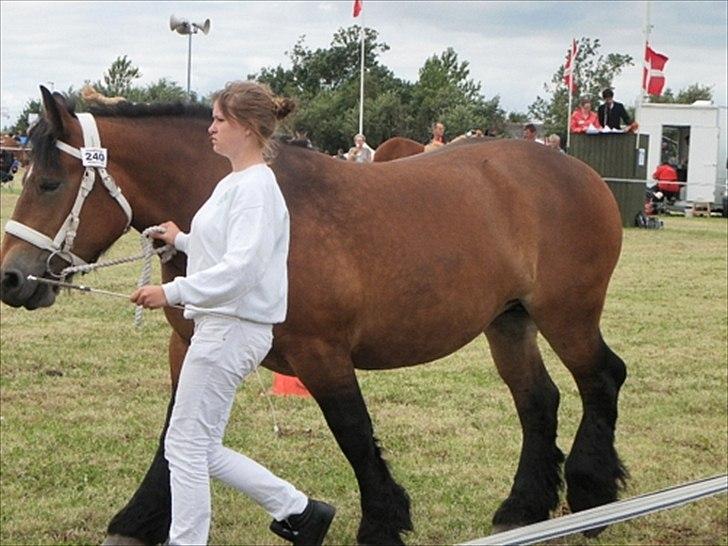 Aulum dyrskue. billede 32