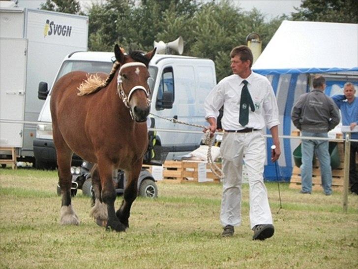 Aulum dyrskue. billede 33