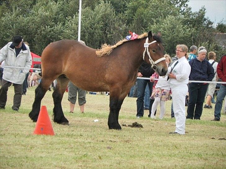 Aulum dyrskue. billede 34