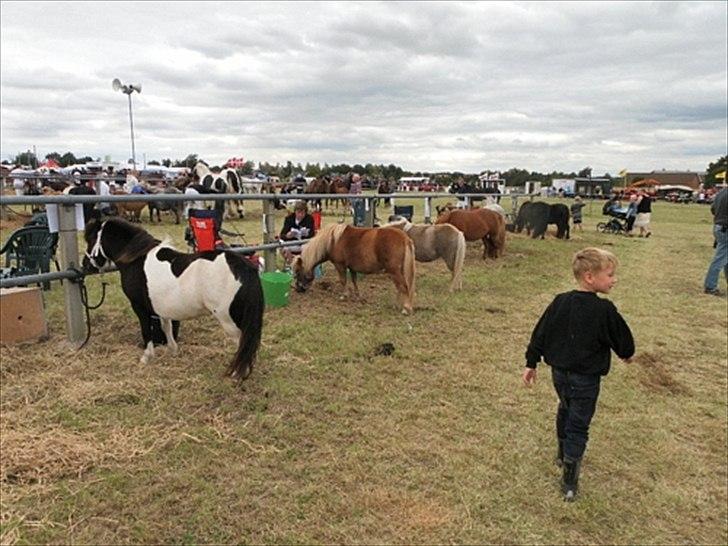 Aulum dyrskue. billede 35